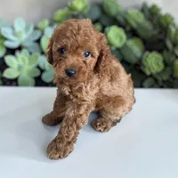 Yellow collar boy, a male Cavapoo for sale in Georgetown, TX – 1 of 1