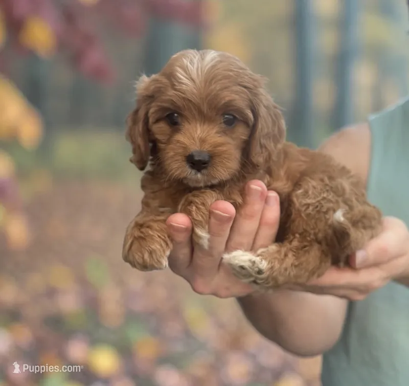 Yellow girl – Cavapoo puppy for sale in Georgetown, TX