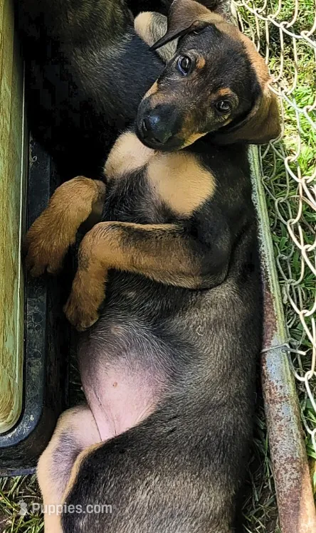 SweetTooth – Belgian Malinois, Doberman Pinscher puppy for sale in Morgantown, KY