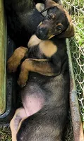 SweetTooth, a female Belgian Malinois and Doberman Pinscher for sale in Morgantown, KY – 1 of 1
