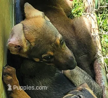 Azalea – Belgian Malinois, Doberman Pinscher puppy for sale in Morgantown, KY
