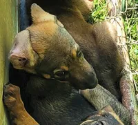Azalea, a female Belgian Malinois and Doberman Pinscher for sale in Morgantown, KY – 1 of 1