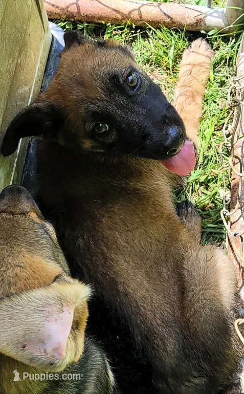 McCall – Belgian Malinois puppy for sale in Morgantown, KY