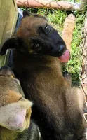 McCall, a male Belgian Malinois for sale in Morgantown, KY – 1 of 1
