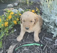 Green collar, a male Golden Retriever for sale in Rector, AR – 2 of 2