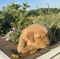 Yellow collar, a female Golden Retriever for sale in Rector, AR – 2 of 3