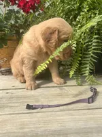 Purple collar female , a female Golden Retriever for sale in Rector, AR – 2 of 4