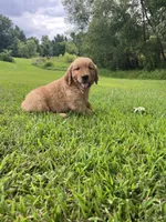 Tan collar male, a male Golden Retriever for sale in Rector, AR – 4 of 6