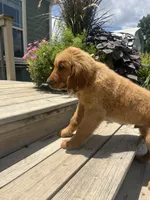 -MURPHY-Dark brown collar male, a male Golden Retriever for sale in Rector, AR – 5 of 10