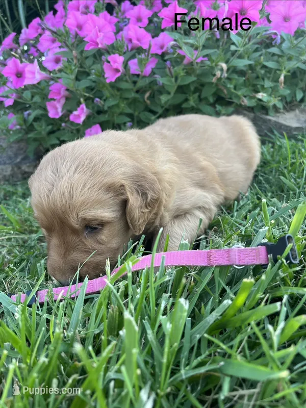 Pink female  – Golden Retriever puppy on hold in Rector, AR