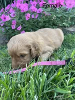 Pink female , a female Golden Retriever for sale in Rector, AR – 1 of 3