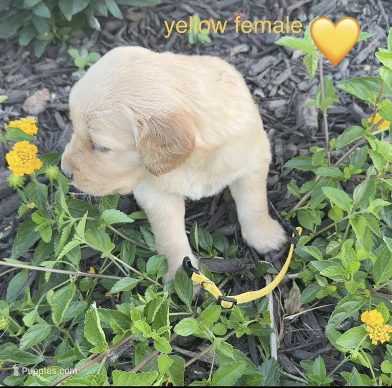 Yellow female – Golden Retriever puppy for sale in Rector, AR