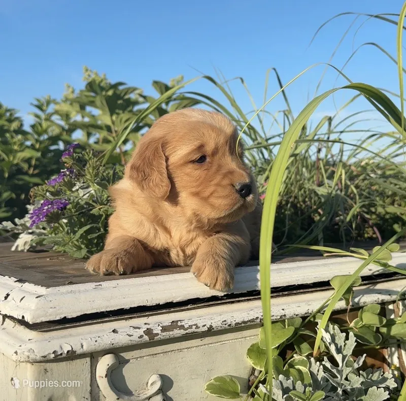Yellow collar – Golden Retriever puppy for sale in Rector, AR
