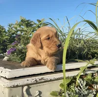 Yellow collar, a female Golden Retriever for sale in Rector, AR – 1 of 3
