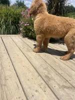 -MURPHY-Dark brown collar male, a male Golden Retriever for sale in Rector, AR – 3 of 10