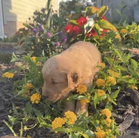 Light blue male, a male Golden Retriever for sale in Rector, AR – 2 of 2