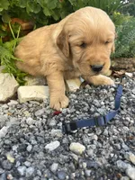 Dark Blue collar, a male Golden Retriever for sale in Rector, AR – 2 of 3