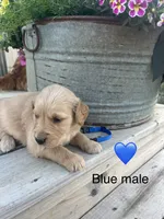 Blue male, a male Golden Retriever for sale in Rector, AR – 2 of 3