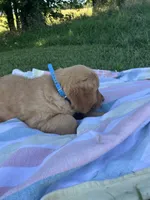 Dark Blue collar male, a male Golden Retriever for sale in Rector, AR – 5 of 10