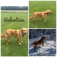 *Dark Blue collar male, a male Golden Retriever for sale in Rector, AR – 4 of 5