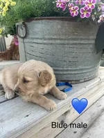 Blue male, a male Golden Retriever for sale in Rector, AR – 1 of 3