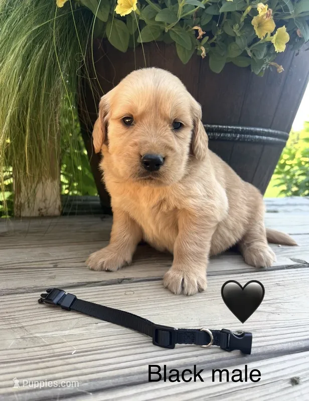 Black male – Golden Retriever puppy for sale in Rector, AR