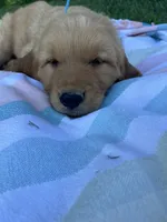Dark Blue collar male, a male Golden Retriever for sale in Rector, AR – 3 of 10
