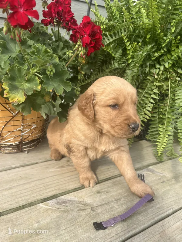 Purple collar female  – Golden Retriever puppy for sale in Rector, AR