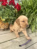 Purple collar female , a female Golden Retriever for sale in Rector, AR – 3 of 4