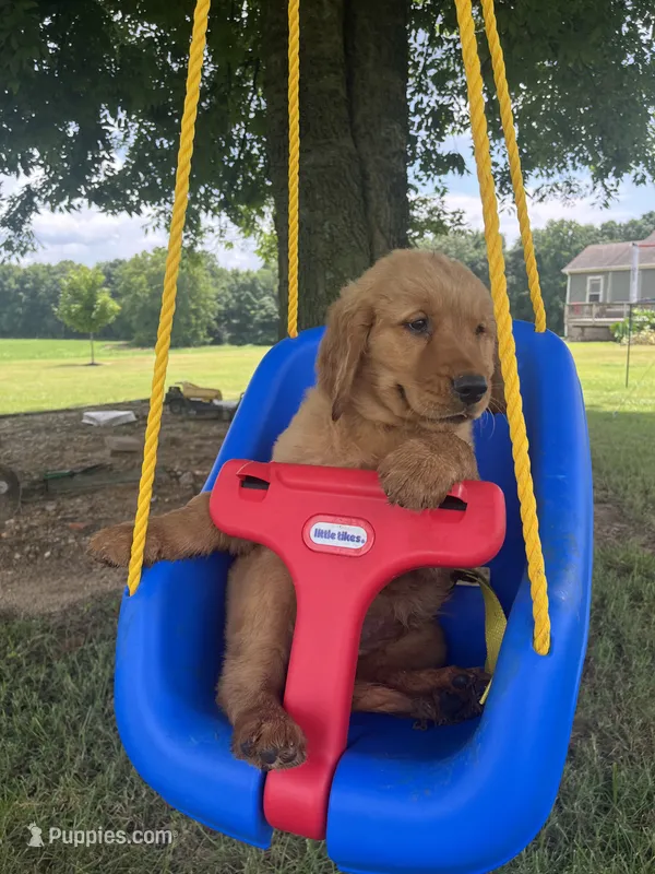 Orange collar female – Golden Retriever puppy for sale in Rector, AR