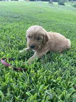 Maroon collar, a male Golden Retriever for sale in Rector, AR – 2 of 4