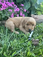 Silver male, a male Golden Retriever for sale in Rector, AR – 2 of 2