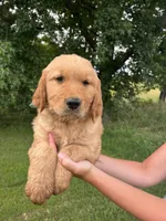 Dark Blue collar male, a male Golden Retriever for sale in Rector, AR – 1 of 10