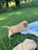 PRINCESS *Purple collar female, a female Golden Retriever for sale in Rector, AR – 4 of 8
