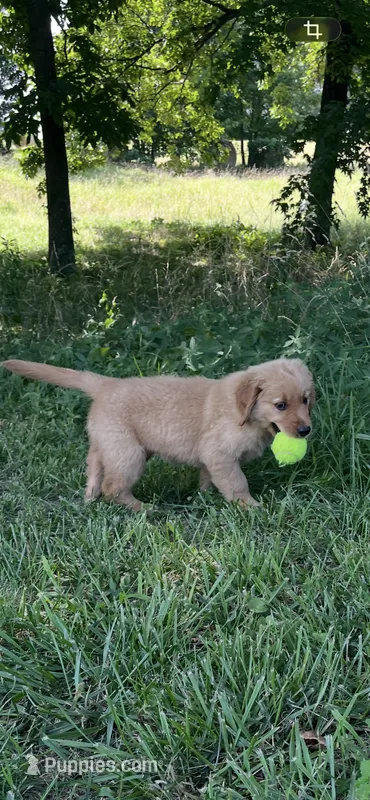 *Pink collar – Golden Retriever puppy for sale in Rector, AR