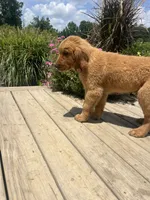 -MURPHY-Dark brown collar male, a male Golden Retriever for sale in Rector, AR – 4 of 10