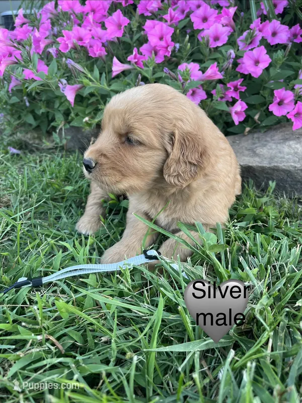 Silver male – Golden Retriever puppy for sale in Rector, AR