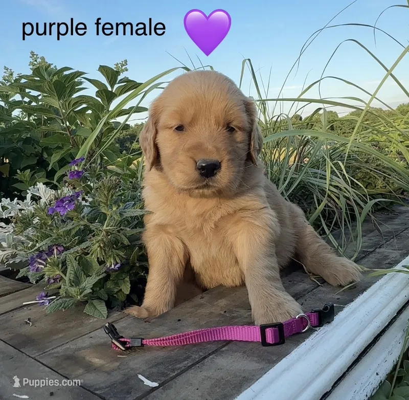 Purple collar, a female Golden Retriever for sale in Rector, AR – 1 of 1