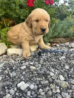 Dark Blue collar, a male Golden Retriever for sale in Rector, AR – 1 of 3