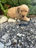 Dark Blue collar, a male Golden Retriever for sale in Rector, AR – 3 of 3
