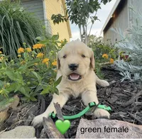 Green collar, a female Golden Retriever for sale in Rector, AR – 2 of 2