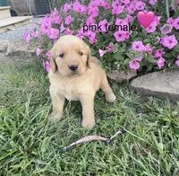Pink collar, a female Golden Retriever for sale in Rector, AR – 2 of 2
