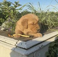 Yellow collar, a female Golden Retriever for sale in Rector, AR – 3 of 3