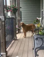 Firecracker, a female Golden Retriever for sale in Rector, AR – 3 of 3