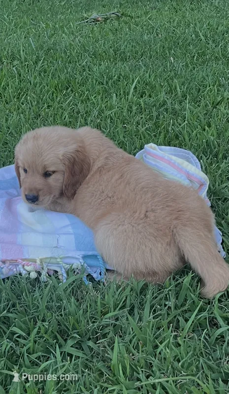 *Blue female  – Golden Retriever puppy for sale in Rector, AR