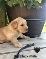 Black male, a male Golden Retriever for sale in Rector, AR – 2 of 2