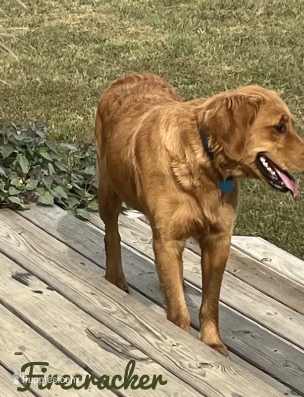 Firecracker – Golden Retriever puppy on hold in Rector, AR