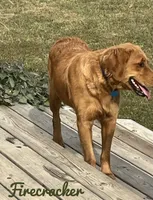 Firecracker, a female Golden Retriever for sale in Rector, AR – 1 of 3
