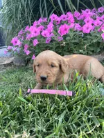 Pink female , a female Golden Retriever for sale in Rector, AR – 3 of 3