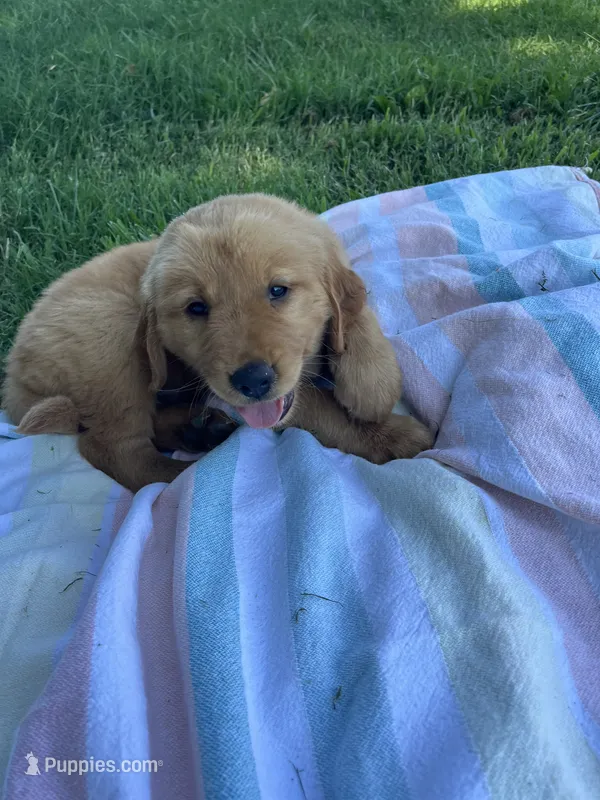 Dark brown collar male – Golden Retriever puppy for sale in Rector, AR